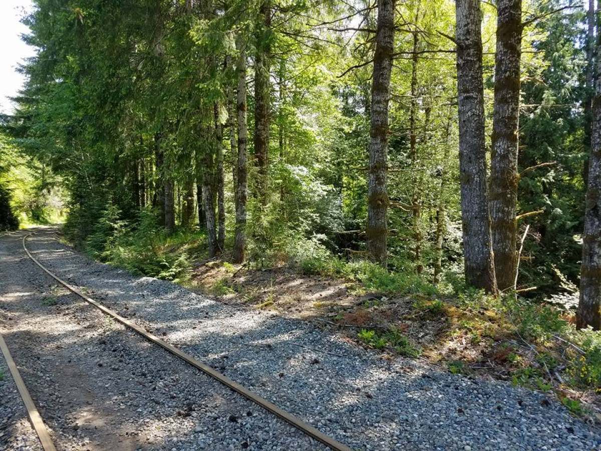 Railroad tracks beside a lush, green forest under bright sunlight.