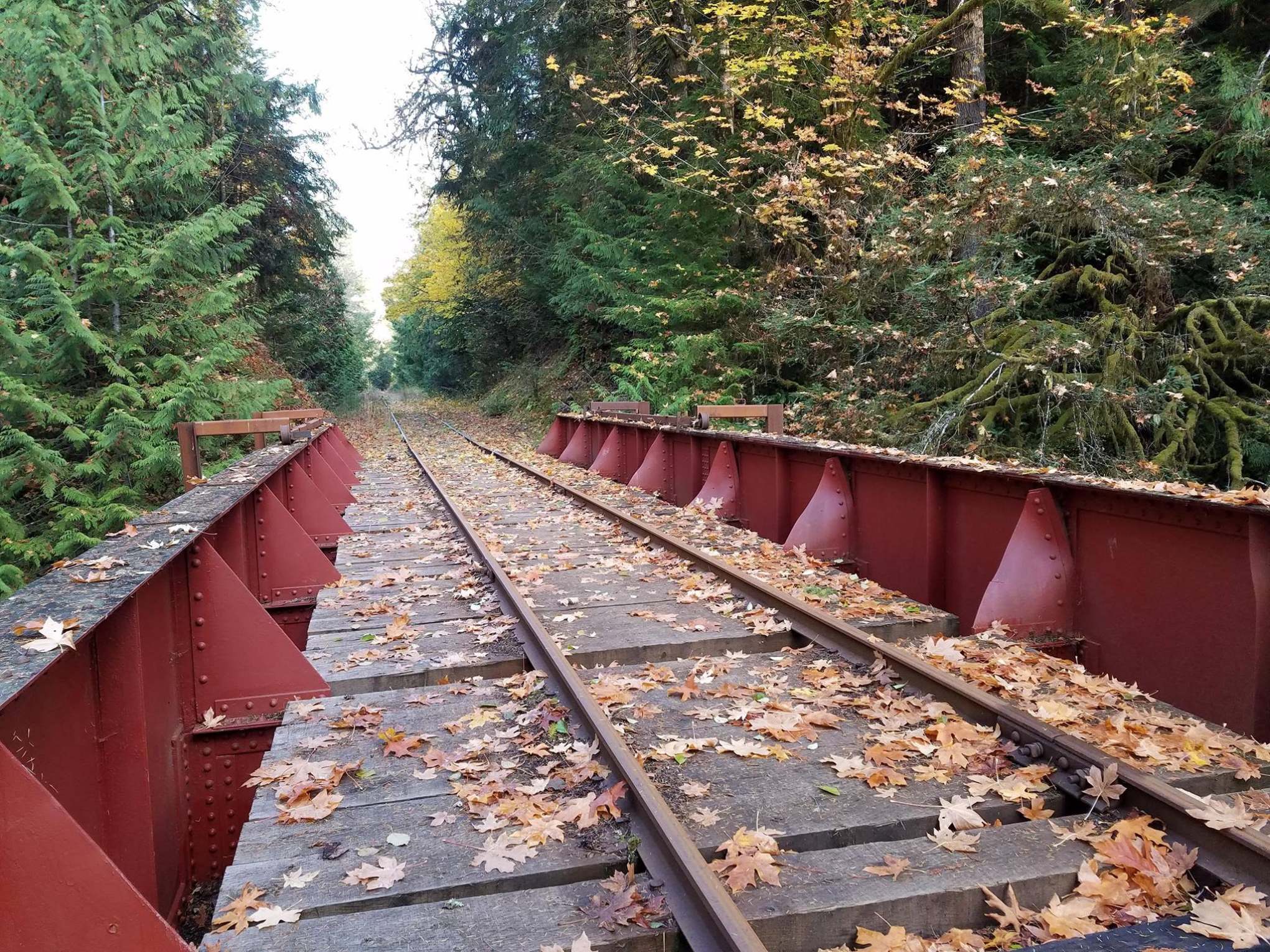 Railway tracks on a bridge covered with autumn leaves, surrounded by dense trees.
