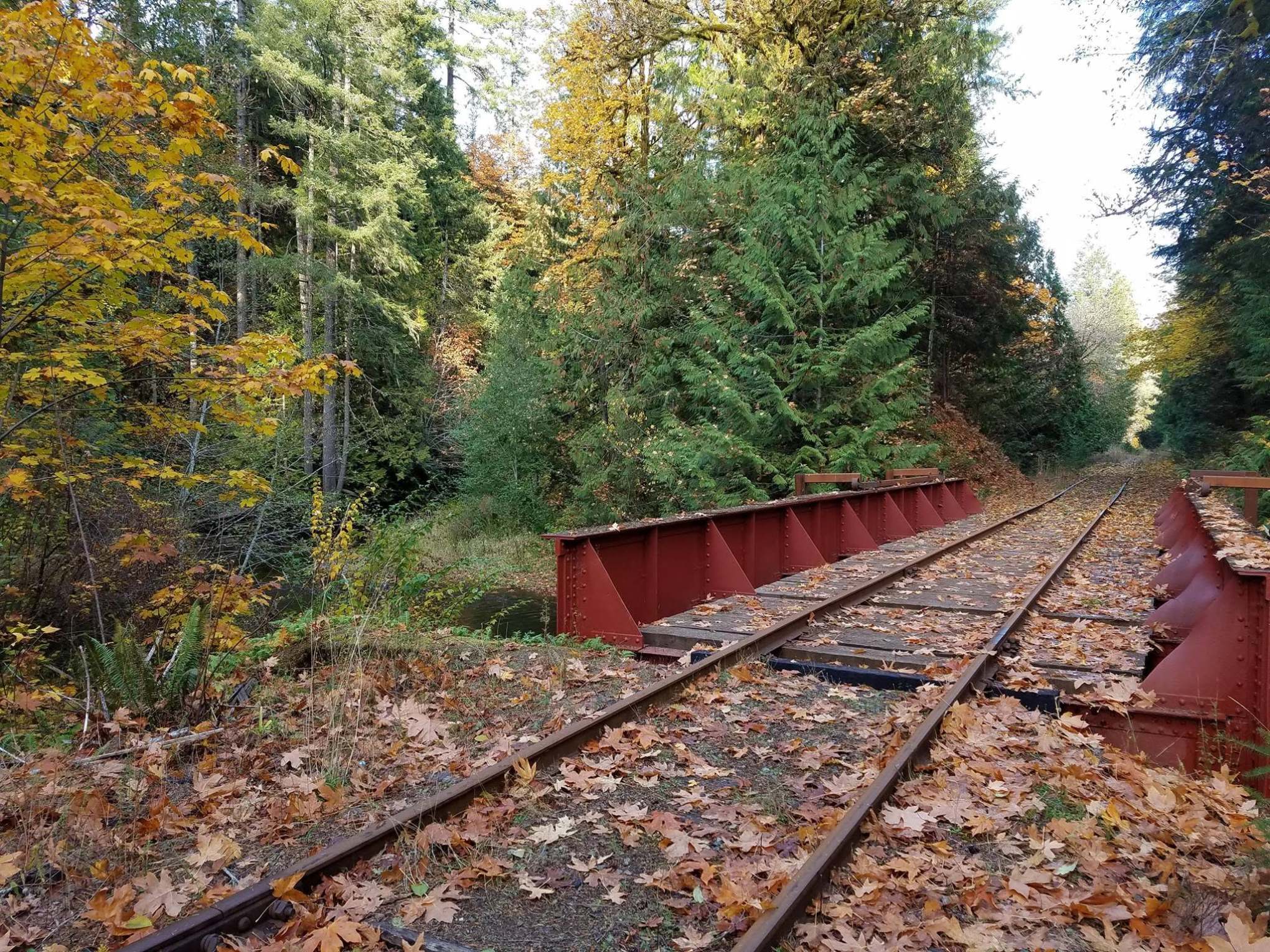 Rustic railway tracks with leaves and trees in autumn colors.