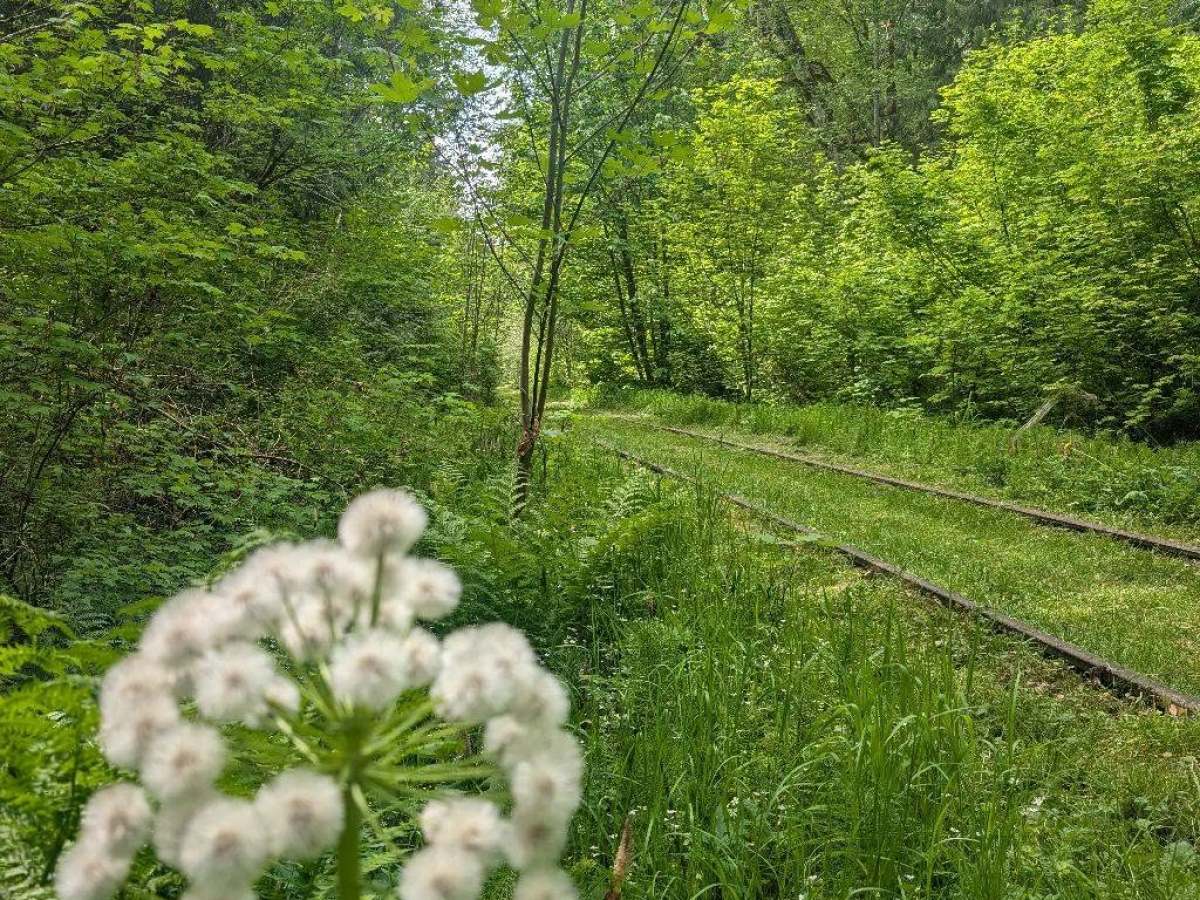 Overgrown railway track surrounded by lush green trees and plants with a white flower in the foreground.