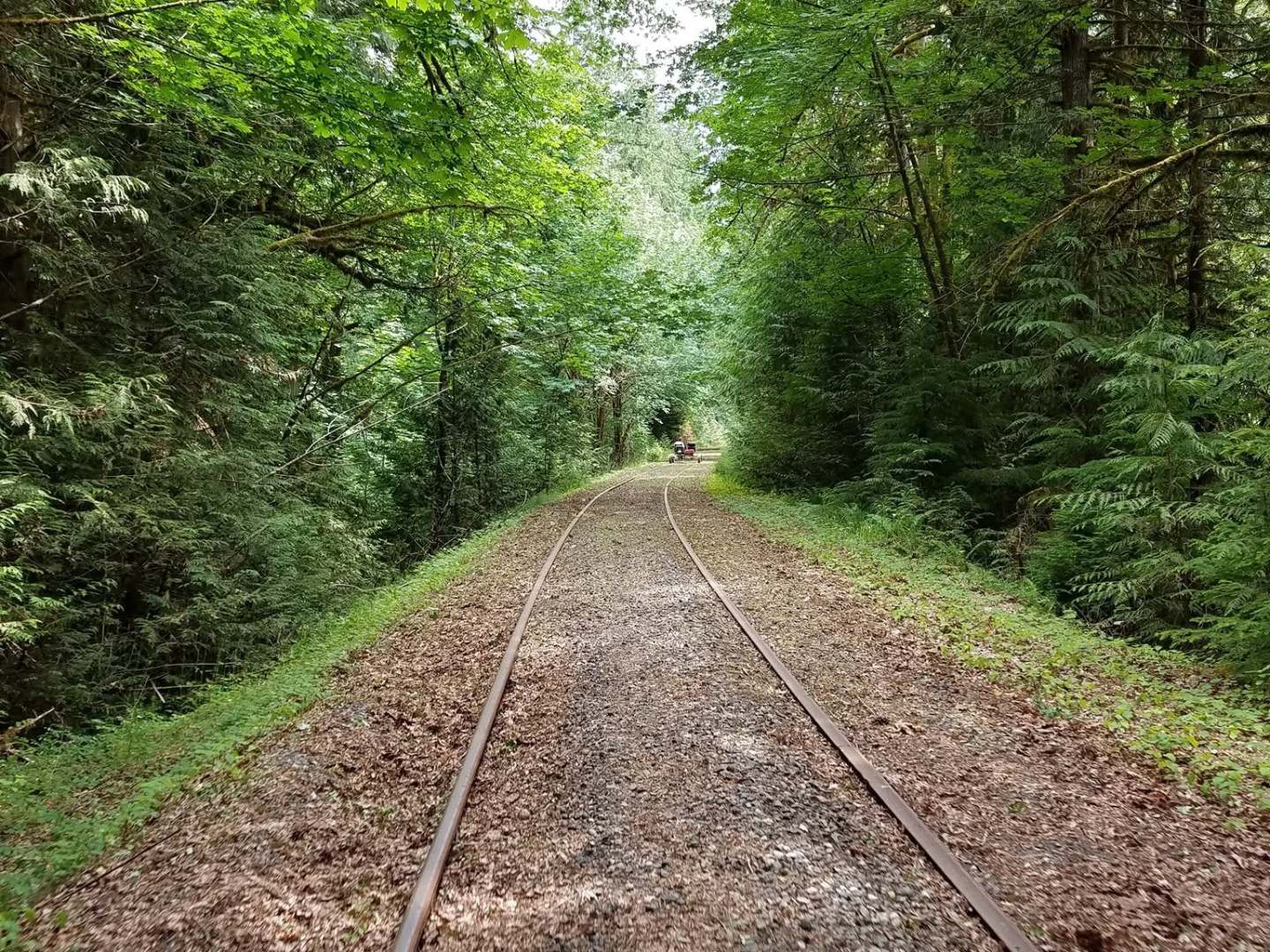 Railroad track through a lush green forested area.
